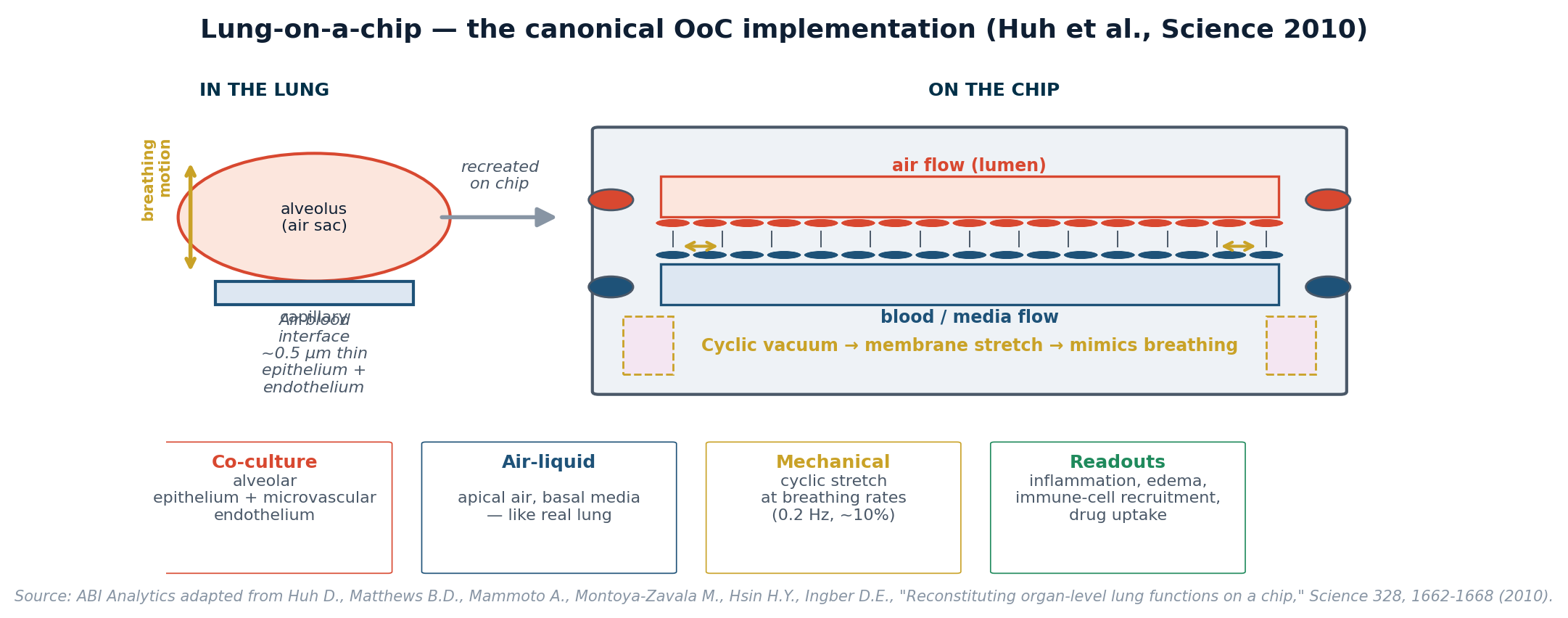 Lung-on-a-chip schematic